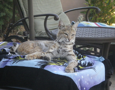 bobcat by pool